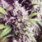 Gorilla Cookies Auto Seeds