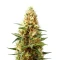 Green AK XL (AK-47 XL) (Zambeza Seeds)