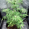 Hindu Kush Autoflower (Herbies Seeds)