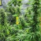 Kali Banner Feminized Seeds (AlphaFem Seeds)