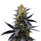 Lavender feminized seeds
