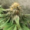 Princess Haze Feminized Seeds (Brothers Grimm Seeds)