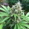 Rainbow Candy (Growers Choice)