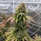 Raspberry Waffle CBD Seeds