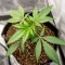 Sensi Purple Kush Seeds