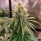 Semi femminizzati Skunky Monkey Auto
