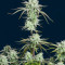 Strawberry Banana Auto Seeds