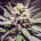 Sweet Amnesia feminized seeds