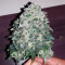 THC Bomb Auto feminized seeds