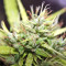 Tikal Regular seeds