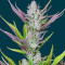 Wedding Glue Auto Feminized Seeds (Fast Buds)