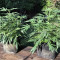 Z feminized seeds (Original Sensible Seeds)