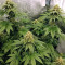 Z feminized seeds (Original Sensible Seeds)