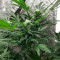 The White Fire OG Feminized Seeds (Seedkeepers)