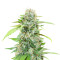 The White Fire OG Feminized Seeds (Seedkeepers)