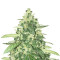 Vanilla Kush feminized seeds (Barney’s Farm)