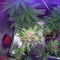 Auto Monster Mass (Critical Mass Collective Seeds)