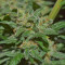Mexican Airlines Auto (Fast Buds)