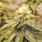 Amnesia Seeds (Seedstockers)