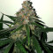 Graines de cannabis Cannalope Kush (DNA Genetics)