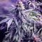 Graines de cannabis Chem Berry D regular (Dark Horse Genetics)
