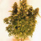 Cluster Bomb Seeds