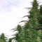 Destroyer Regular seeds
