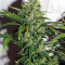 Destroyer Regular seeds