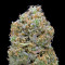 Early Skunk Haze (Early Pearl Skunk x Haze) Regular seeds
