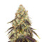 French Cookies Seeds