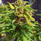 Ghost Rider OG Seeds
