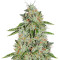 Ghost Rider OG Regular seeds