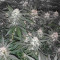 Green Gelato Automatic Auto Seeds