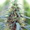 Green Haze x Malawi Seeds