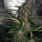 Lemonberry Haze Auto (Original Sensible Seeds)