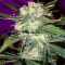 Mango Haze Regular seeds