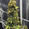 NL Auto Seeds