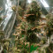 Mix Pack Seeds