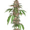 Pakistan Chitral Kush (CannaBioGen)