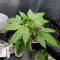 Purple Kush Seeds