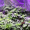 Graines de cannabis Purple Punch (Big Head Seeds)
