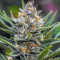 Queen of Soul Regular (Brothers Grimm Seeds)