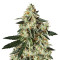 Skullcap Regular seeds