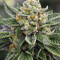 Skywalka Ghost Kush (Big Head Seeds)
