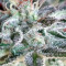 Graines de cannabis Snow Moon Regular (Ace Seeds)