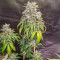 Blueberry (Herbies Seeds)