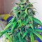 Exodus Cheese Autoflowering Auto Seeds