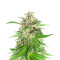 Graines féminisées de Jealousy Kush (Seedkeepers)