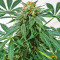 Semi femminizzati Kali Banner (AlphaFem Seeds)