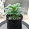 Lemon Haze Fast Version (Herbies Seeds)